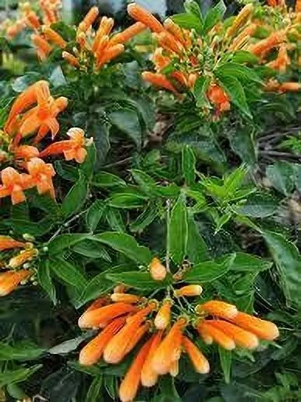 Begonia_Vanusta_Plant_(Hybrid,_Pack_of_1)