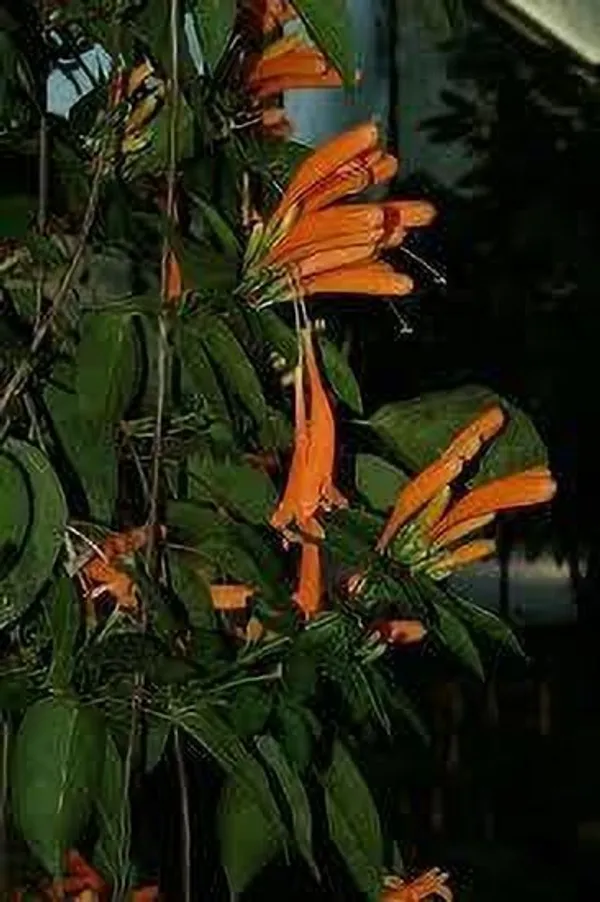 Begonia_Vanusta_Plant_(Hybrid,_Pack_of_1)