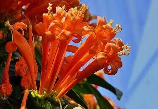 Begonia_Vanusta_Plant_(Hybrid,_Pack_of_1)