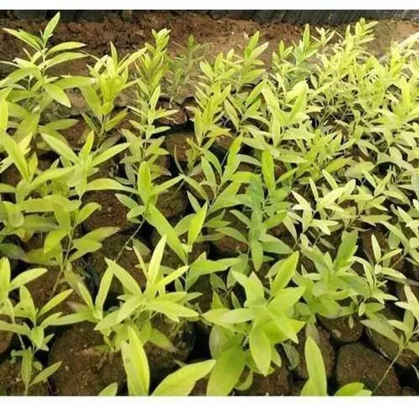 White_Sandalwood_Plant_(Hybrid,_Pack_of_1)