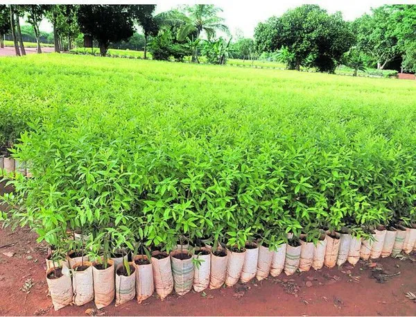 White_Sandalwood_Plant_(Hybrid,_Pack_of_1)