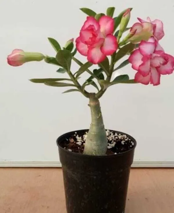 Adenium_Plant_(Hybrid,_Pack_of_1)