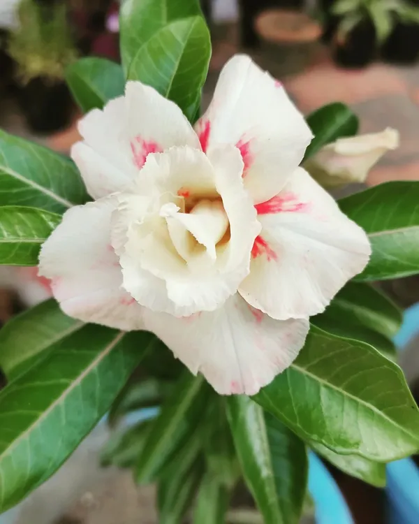 Adenium_Plant_(Hybrid,_Pack_of_1)