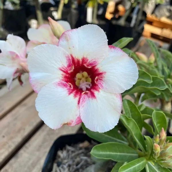 Adenium_Plant_(Hybrid,_Pack_of_1)
