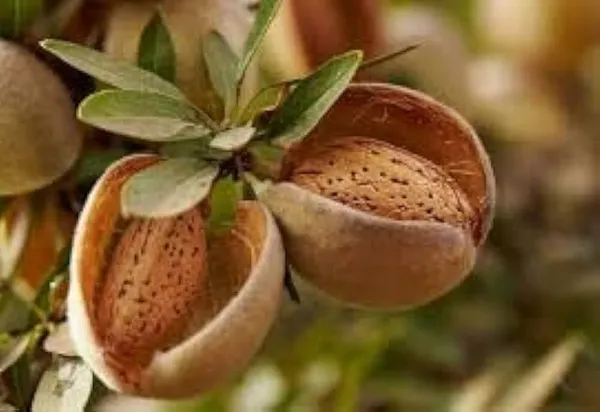 Almond_Plant_(Hybrid,_Pack_of_1)