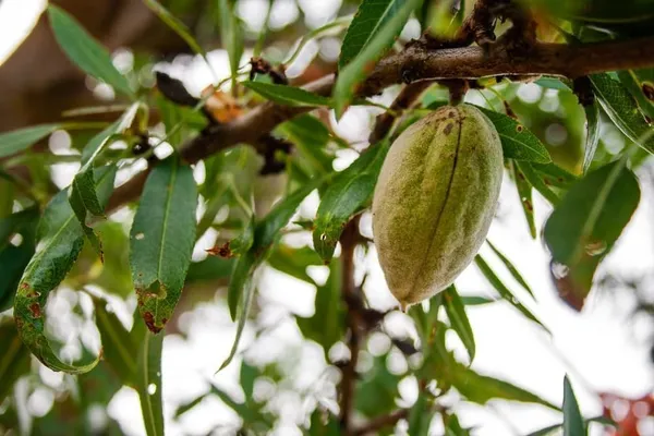 Almond_Plant_(Hybrid,_Pack_of_1)