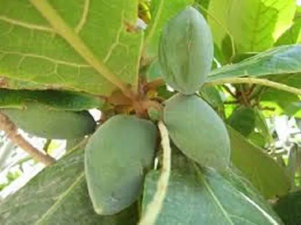 Almond_Plant_(Hybrid,_Pack_of_1)