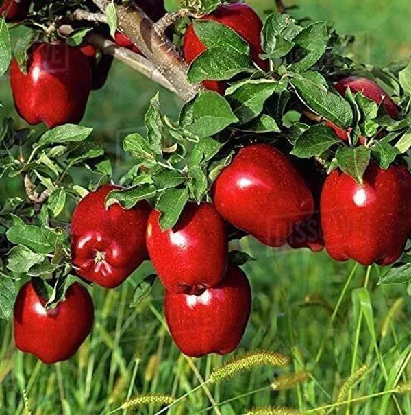 Apple_Plant_(Hybrid,_Pack_of_1)