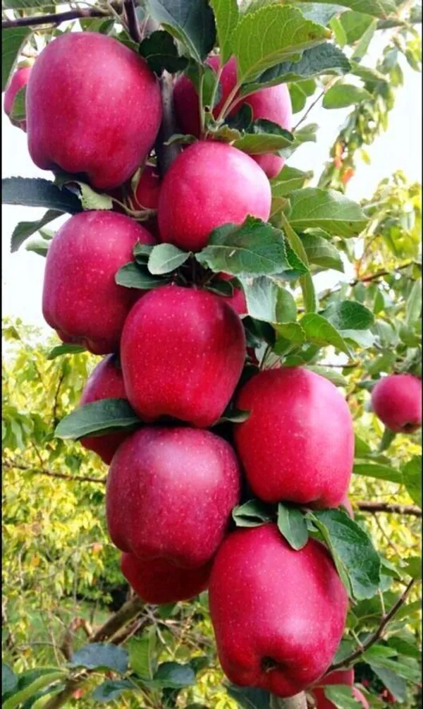 Apple_Plant_(Hybrid,_Pack_of_1)