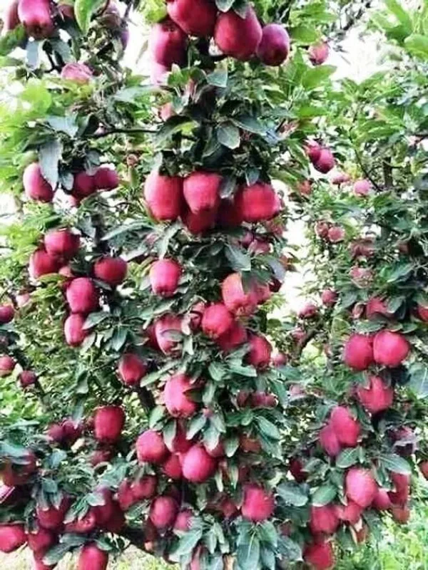 Apple_Plant_(Hybrid,_Pack_of_1)