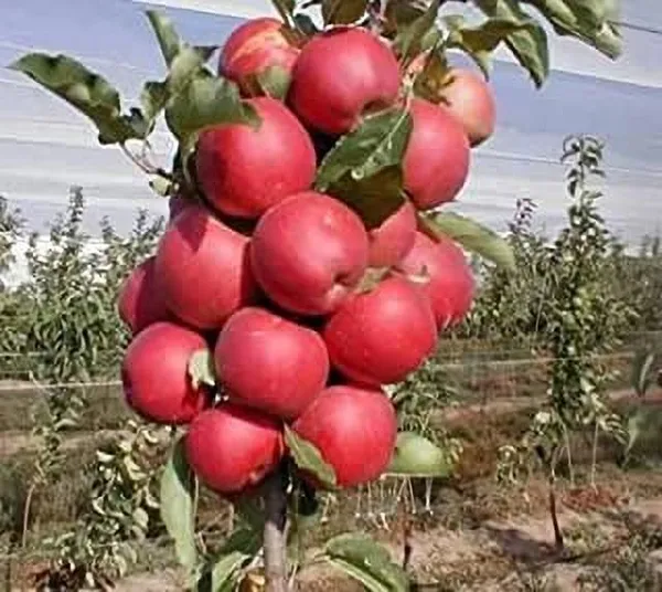 Apple_Plant_(Hybrid,_Pack_of_1)