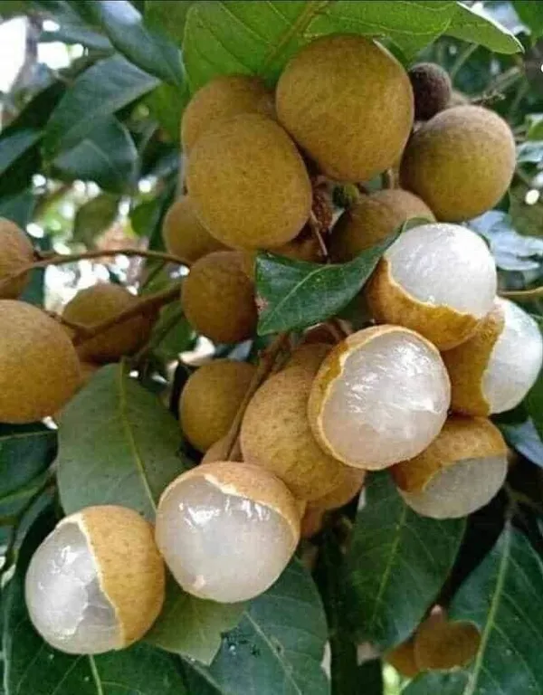 Litchi_Plant_(Hybrid,_Pack_of_1)