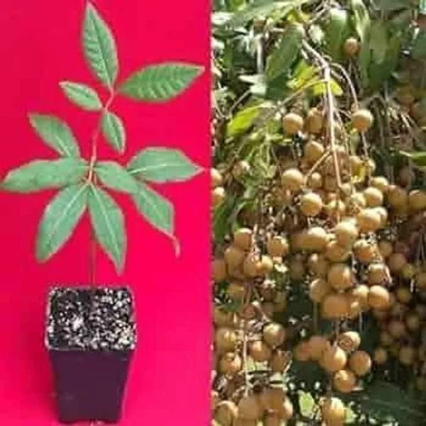 Litchi_Plant_(Hybrid,_Pack_of_1)
