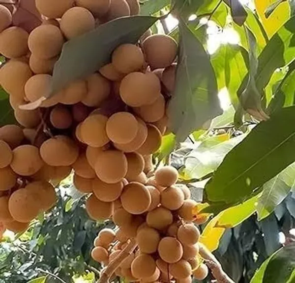 Litchi_Plant_(Hybrid,_Pack_of_1)