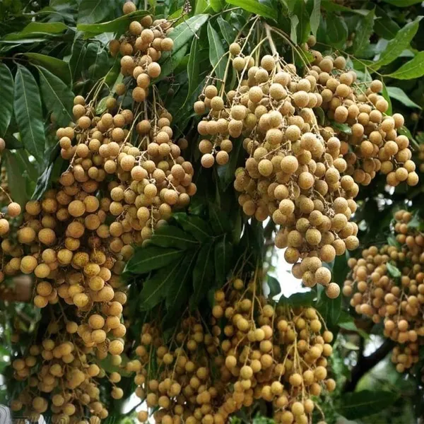 Litchi_Plant_(Hybrid,_Pack_of_1)