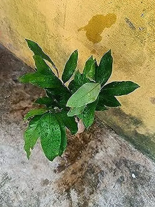 Litchi_Plant_(Hybrid,_Pack_of_1)