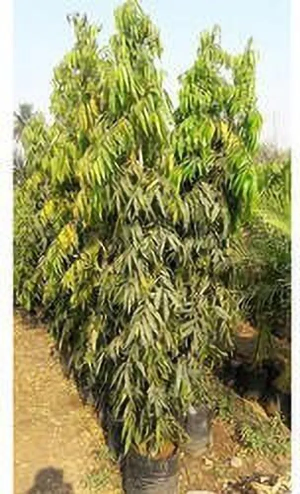 Ashok_Plant_(Hybrid,_Pack_of_1)