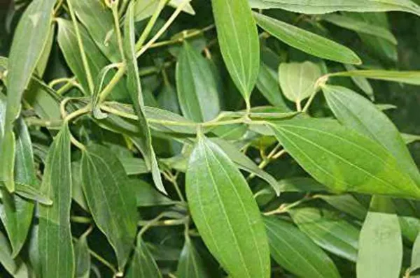 Bay_Leaf_Plant_(Hybrid,_Pack_of_1)