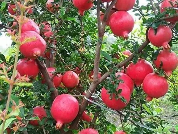 Pomegranate_Plant_(Hybrid,_Pack_of_1)