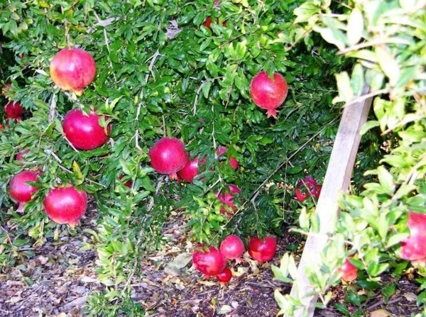 Pomegranate_Plant_(Hybrid,_Pack_of_1)