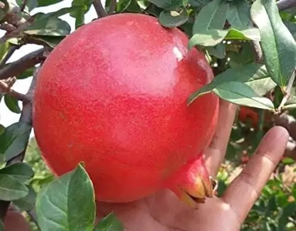 Pomegranate_Plant_(Hybrid,_Pack_of_1)