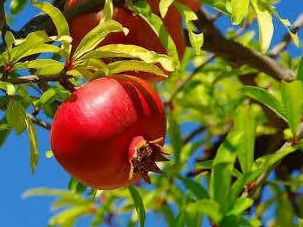 Pomegranate_Plant_(Hybrid,_Pack_of_1)