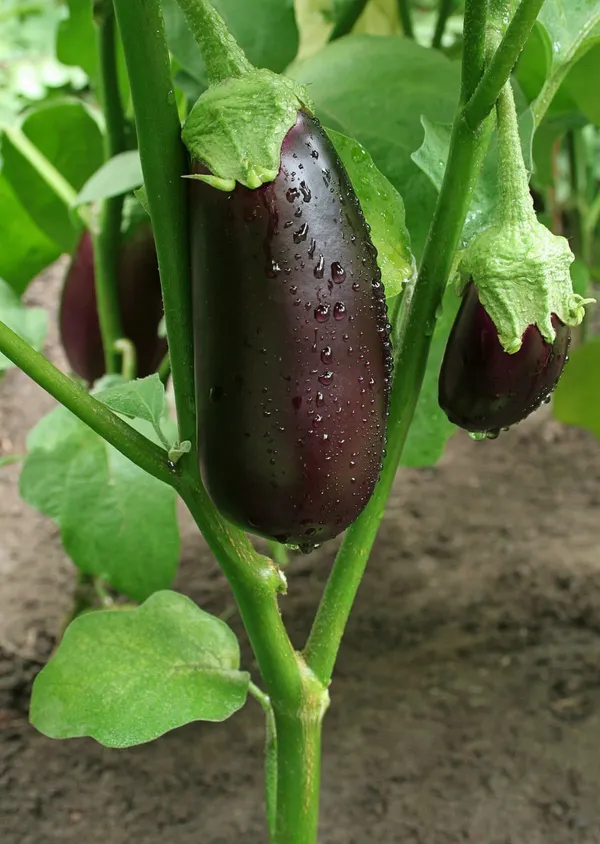 Brinjal_(Hybrid,_Pack_of_1)