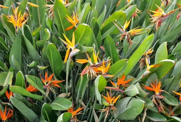 Paradise_Tree_Plant_(Hybrid,_Pack_of_1)