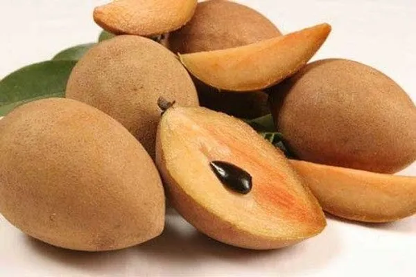 Chiku_Plant_(Hybrid,_Pack_of_1)