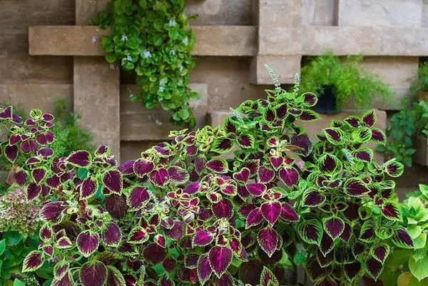 Coleus_Plant_(Hybrid,_Pack_of_1)