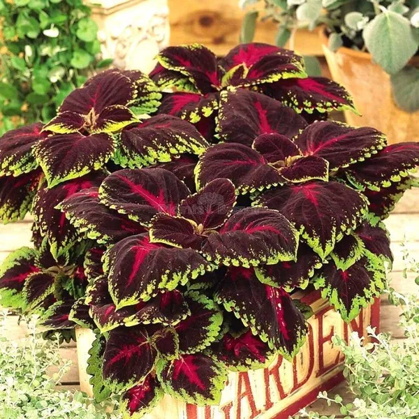 Coleus_Plant_(Hybrid,_Pack_of_1)