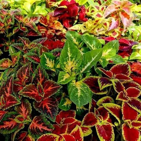 Coleus_Plant_(Hybrid,_Pack_of_1)