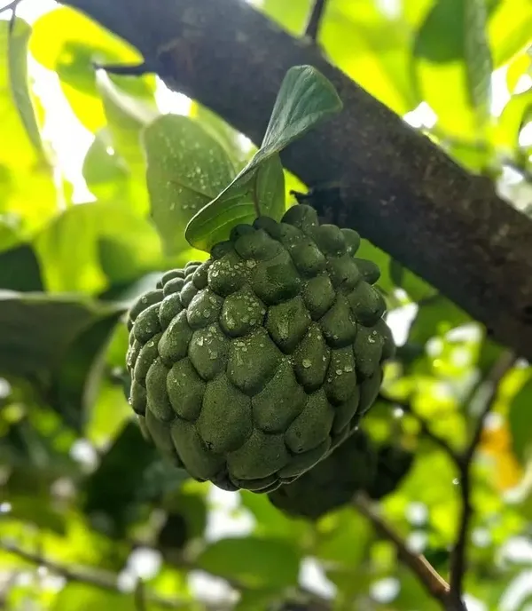 Custard_Apple_Plant_(Hybrid,_Pack_of_1)