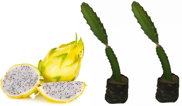 Dragon_Tree_(Hybrid,_Pack_of_1)