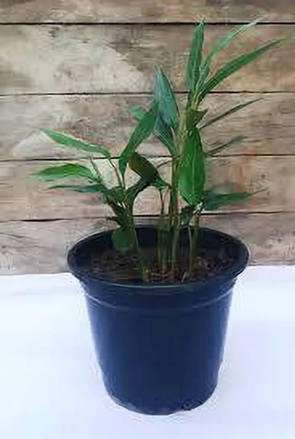 Elaichi/Cardamom_Plant_(Hybrid,_Pack_of_1)