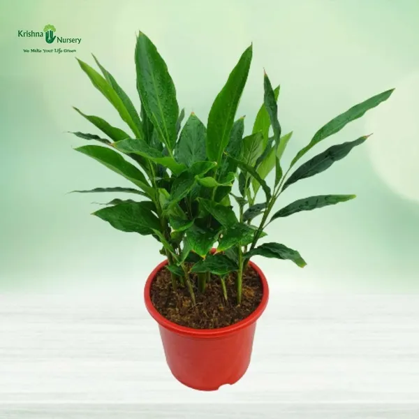 Elaichi/Cardamom_Plant_(Hybrid,_Pack_of_1)