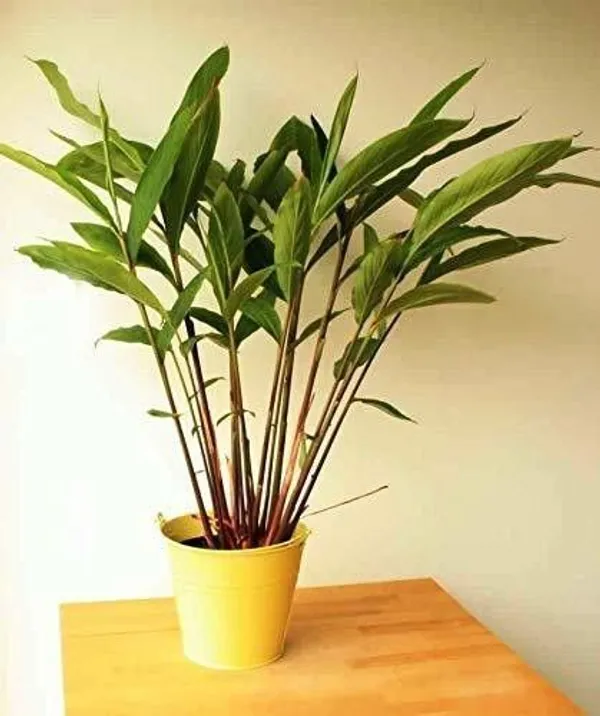 Elaichi/Cardamom_Plant_(Hybrid,_Pack_of_1)