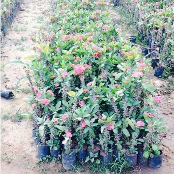 Euphorbia_Plant_(Hybrid,_Pack_of_1)