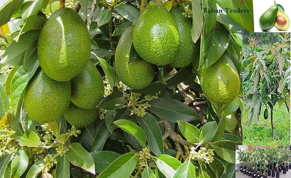 Orange_Plant_(Hybrid,_Pack_of_1)