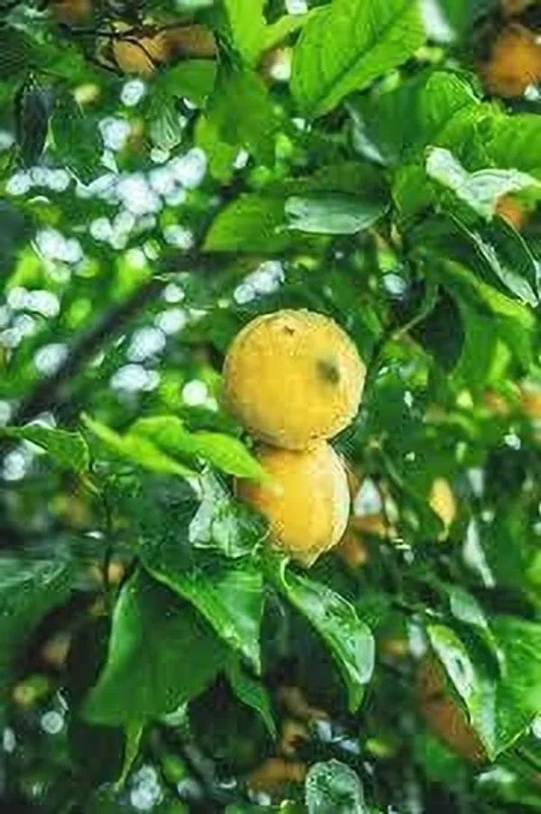 Lemon_Plant_(Hybrid,_Pack_of_1)