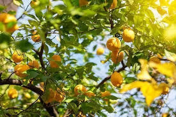 Lemon_Plant_(Hybrid,_Pack_of_1)