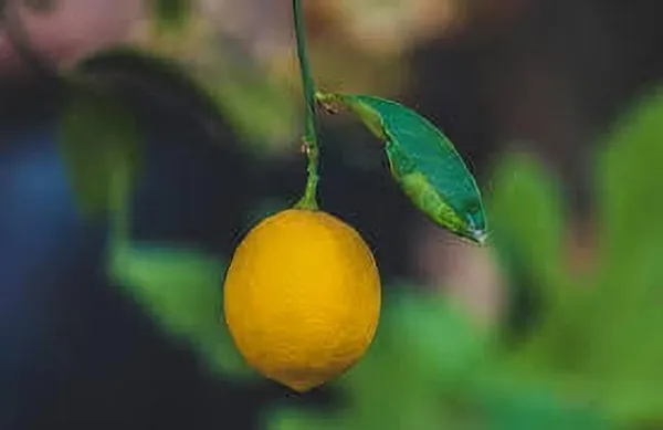 Lemon_Plant_(Hybrid,_Pack_of_1)
