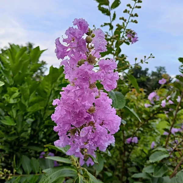 Jasmine_Plant_(Hybrid,_Pack_of_1)
