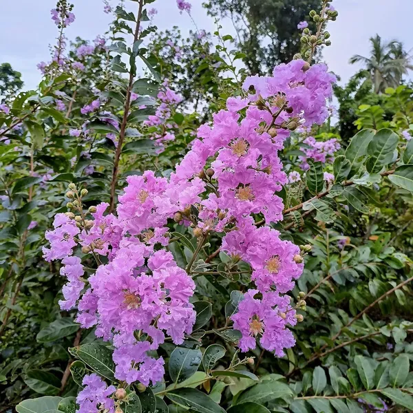 Jasmine_Plant_(Hybrid,_Pack_of_1)
