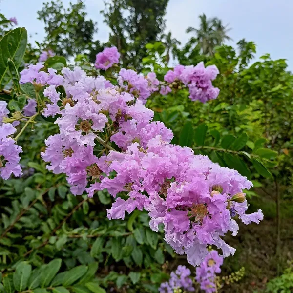 Jasmine_Plant_(Hybrid,_Pack_of_1)