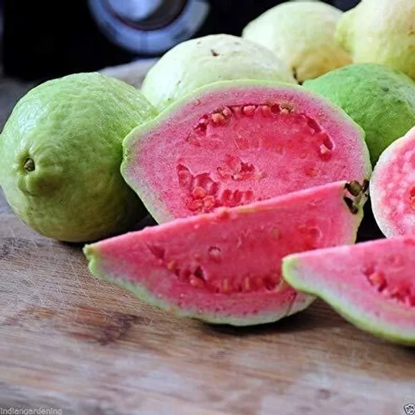 Guava_Plant_(Hybrid,_Pack_of_1)