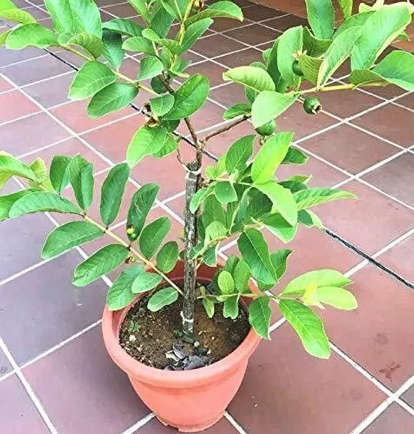 Guava_Plant_(Hybrid,_Pack_of_1)