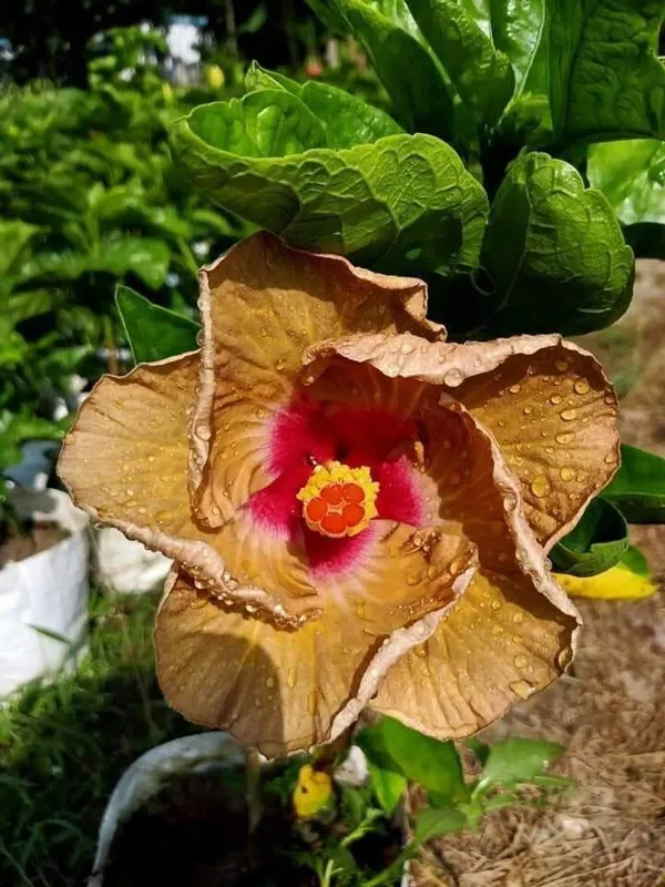 Hibiscus_Plant_(Hybrid,_Pack_of_1)