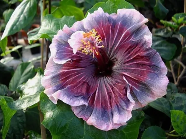 Hibiscus_Plant_(Hybrid,_Pack_of_1)