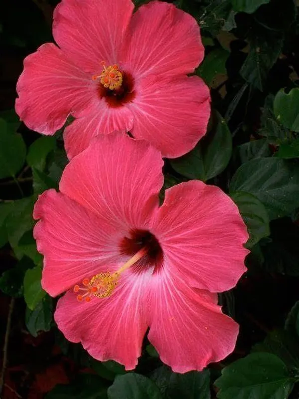 Hibiscus_Plant_(Hybrid,_Pack_of_1)
